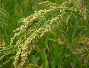 99丨嫩草丨精品 小米,探寻绿色健康生活新选择